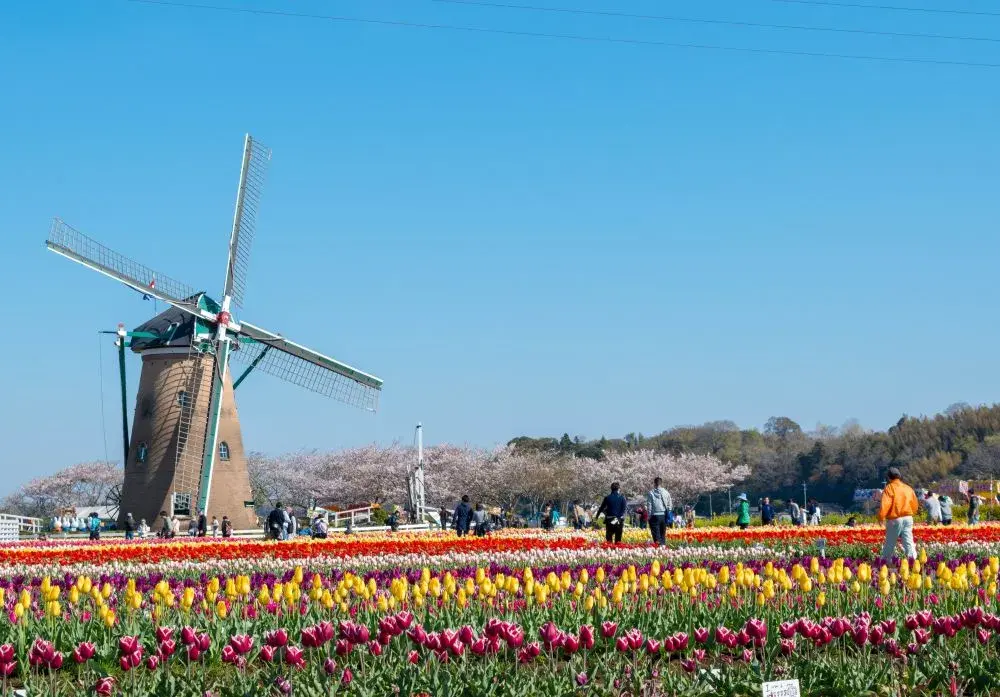 千葉県佐倉市の記事一覧の画像