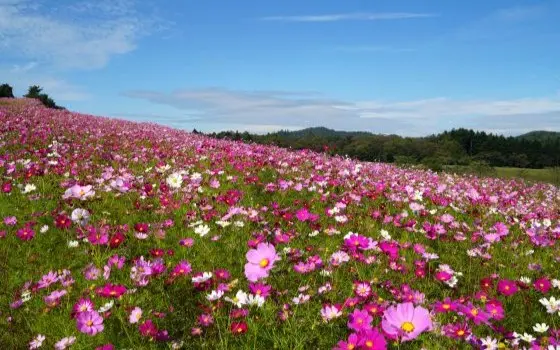 長野県佐久市でおすすめの矯正歯科医院の画像