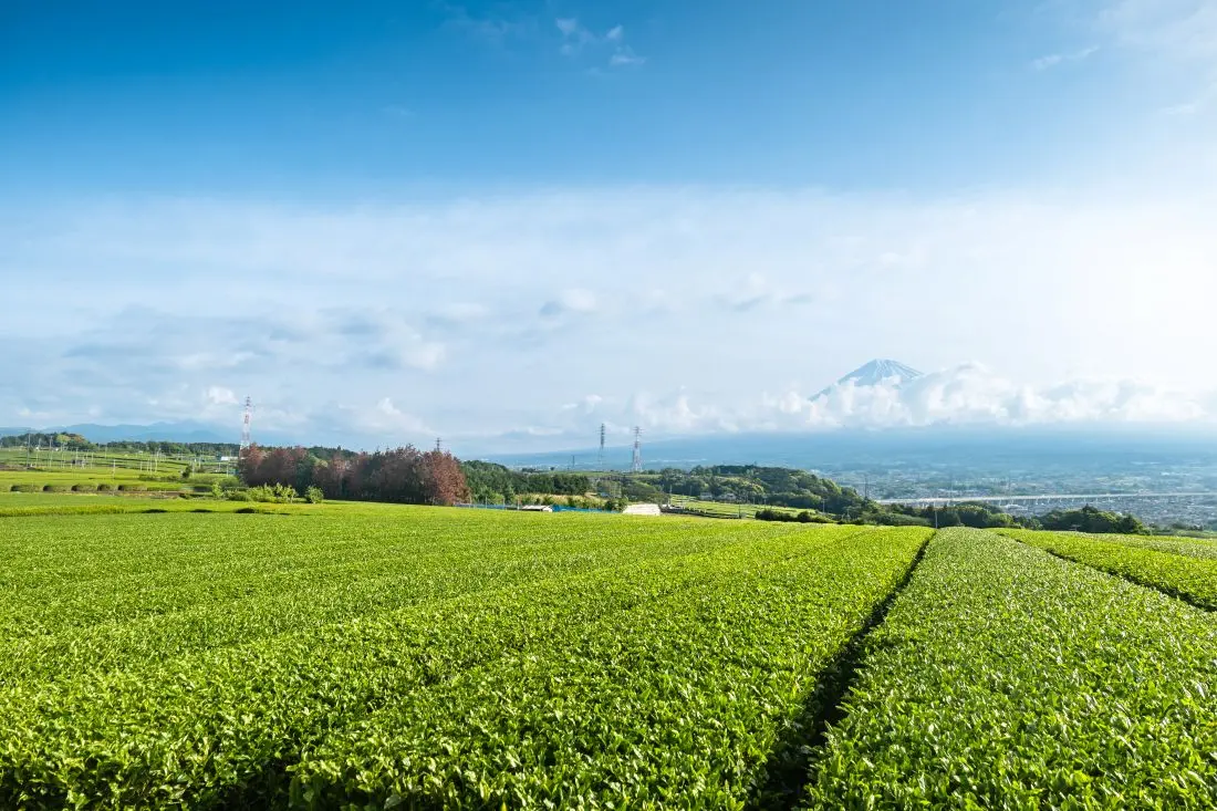 静岡県富士市でおすすめの矯正歯科医院の画像
